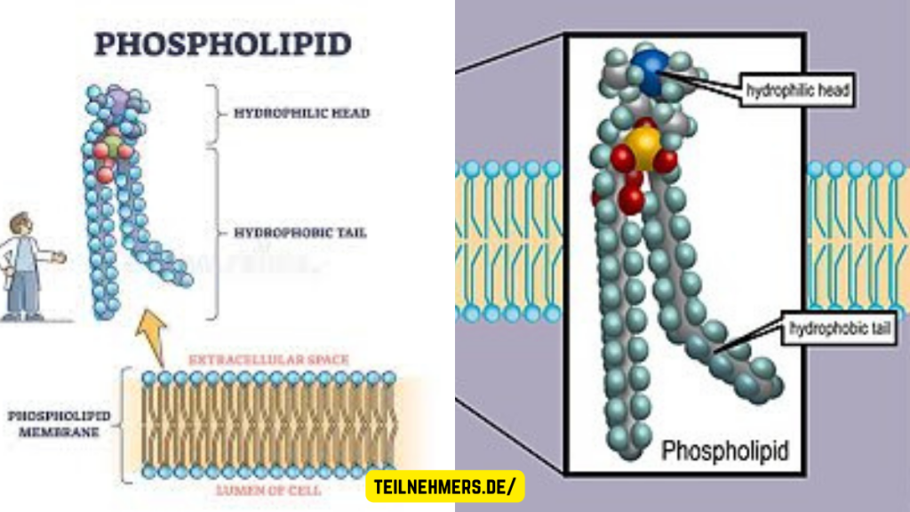 pholikolaphilie
